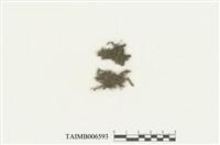 藏品(唇鱗蘚屬)的圖片